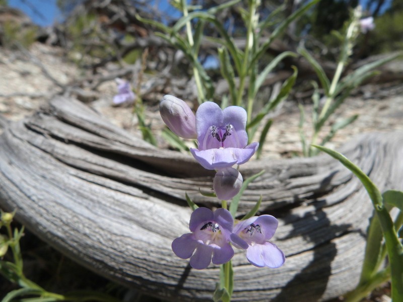 Penstemon albifluvis photo 3