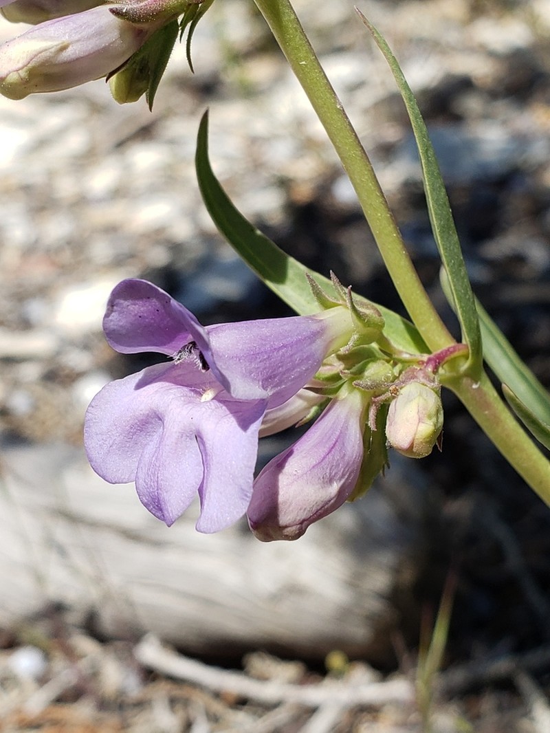 Penstemon albifluvis photo 4