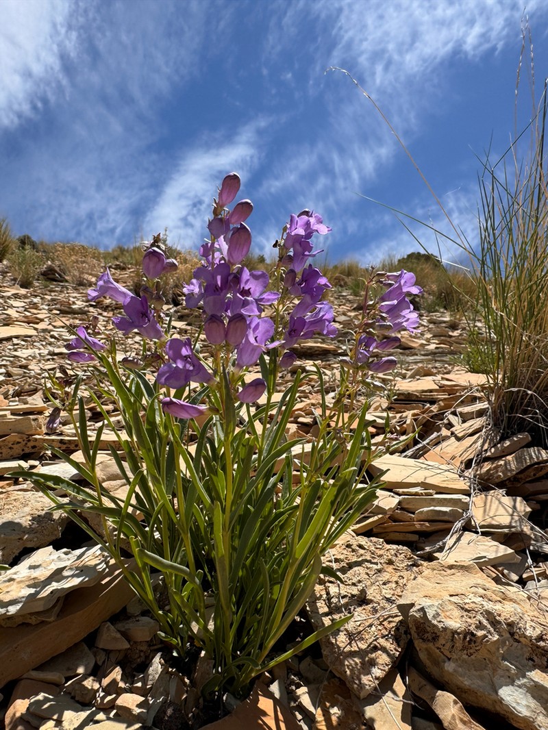Penstemon albifluvis photo 5
