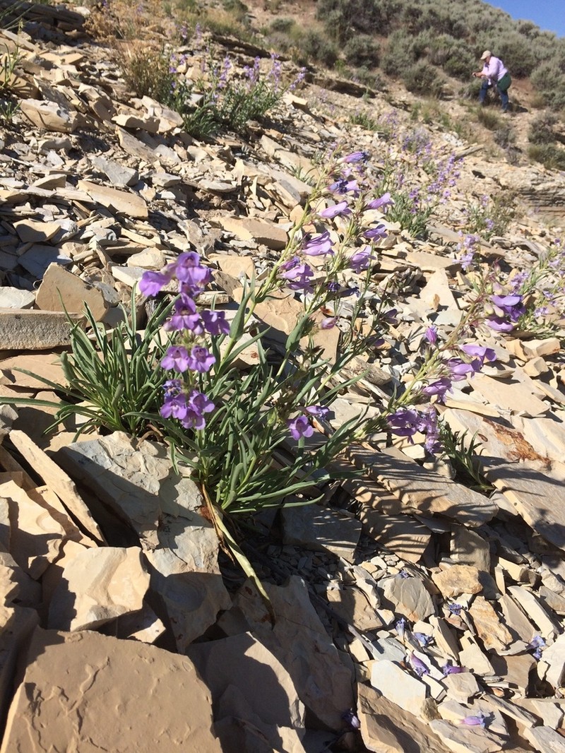 Penstemon albifluvis photo 6