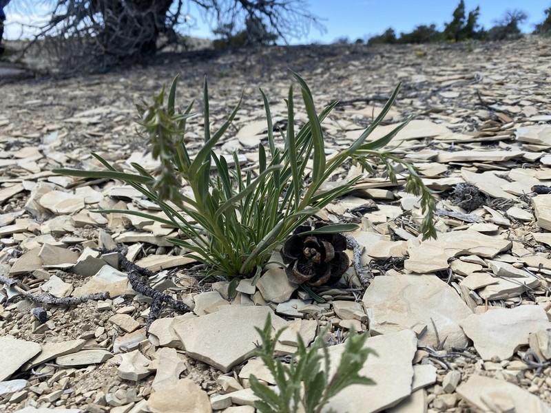 Penstemon albifluvis photo 7