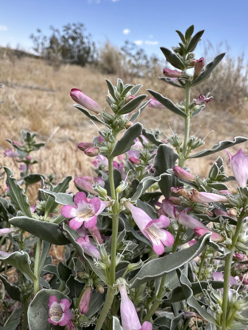Whitemargin Beardtongue