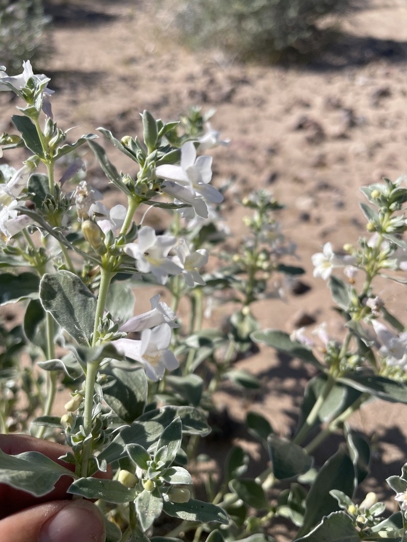 Whitemargin Beardtongue photo 2
