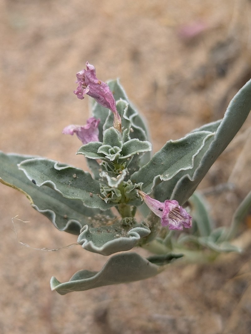 Whitemargin Beardtongue photo 3