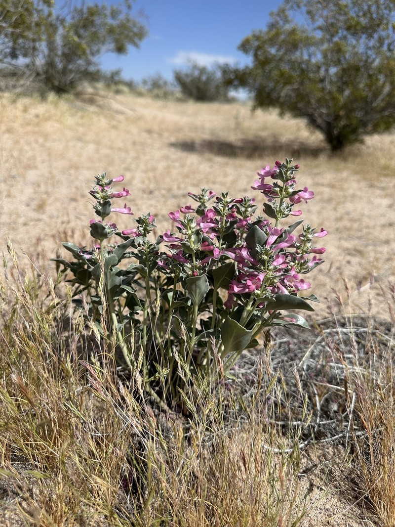 Whitemargin Beardtongue photo 4