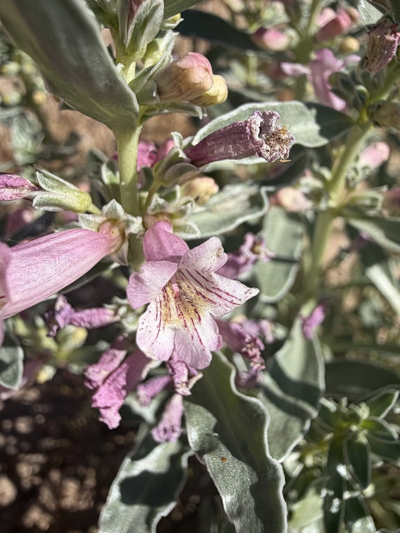 Whitemargin Beardtongue photo 6