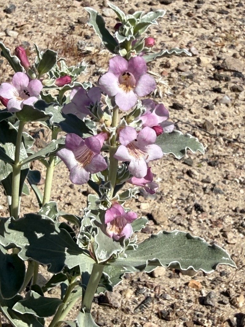 Whitemargin Beardtongue photo 7