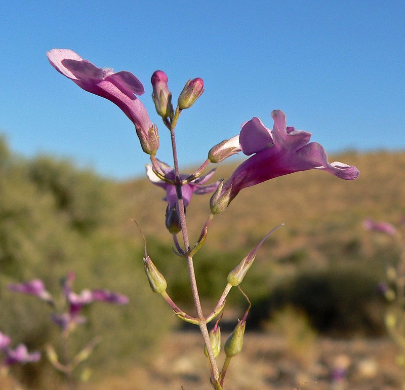 Gilia Beardtongue photo 2