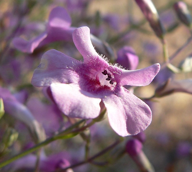 Gilia Beardtongue
