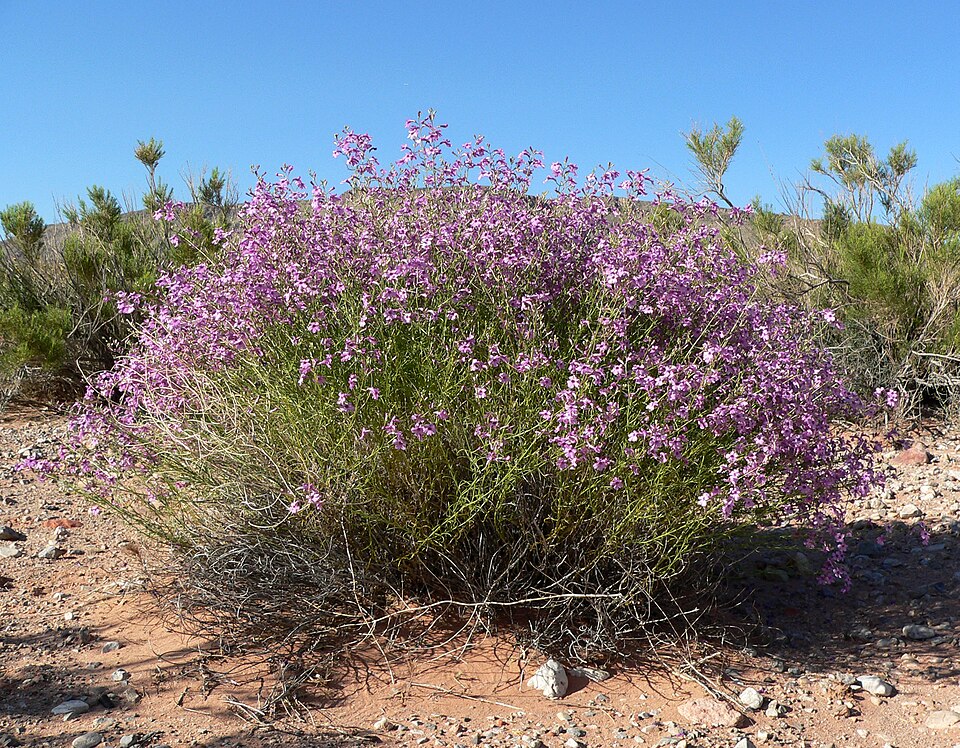 Gilia Beardtongue photo 3