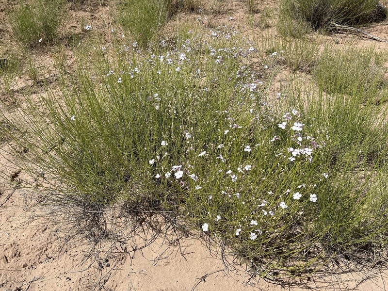Gilia Beardtongue photo 4
