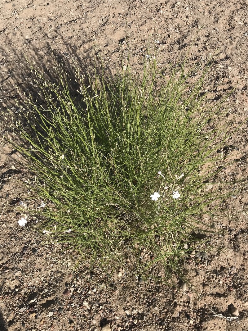 Gilia Beardtongue photo 5