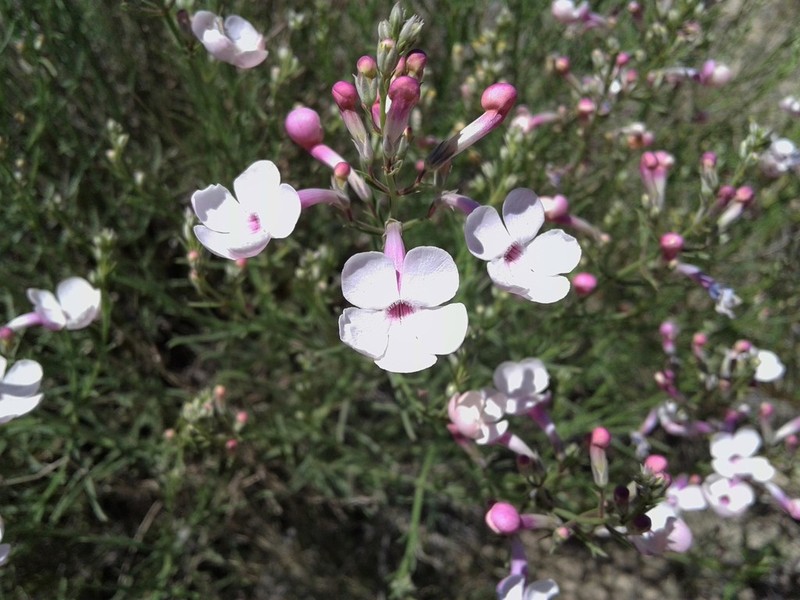 Gilia Beardtongue photo 6