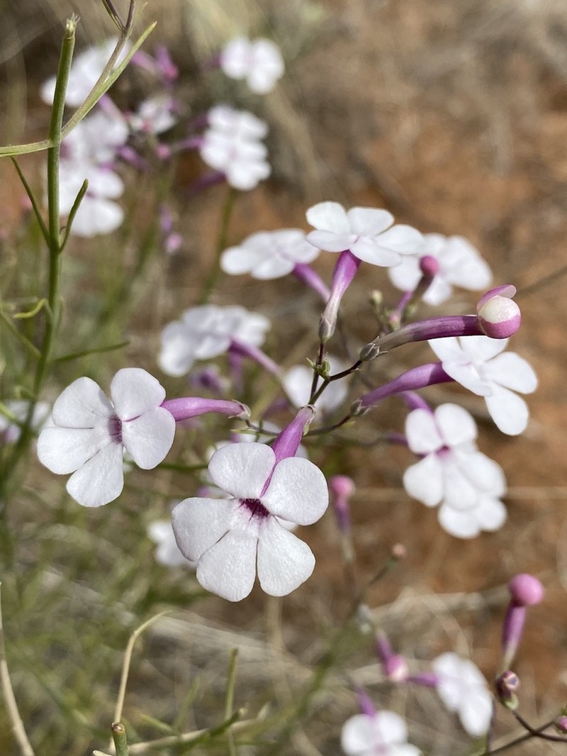 Gilia Beardtongue photo 7