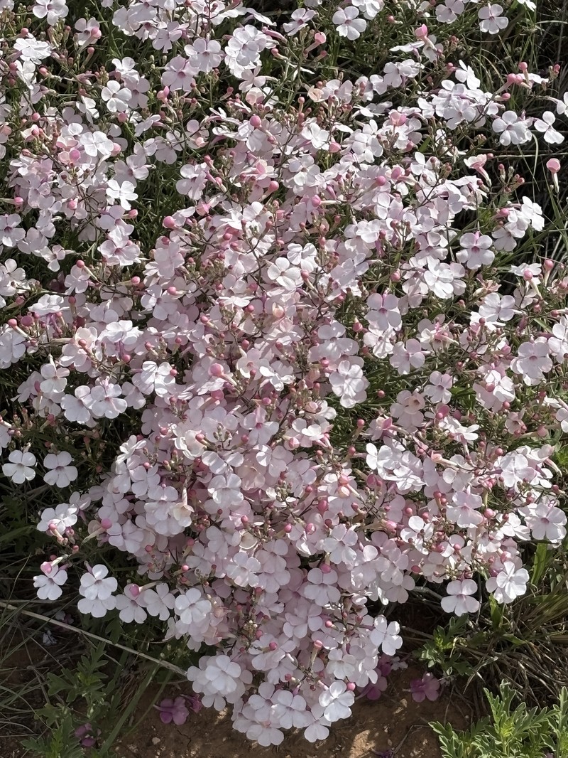 Penstemon ambiguus var. ambiguus