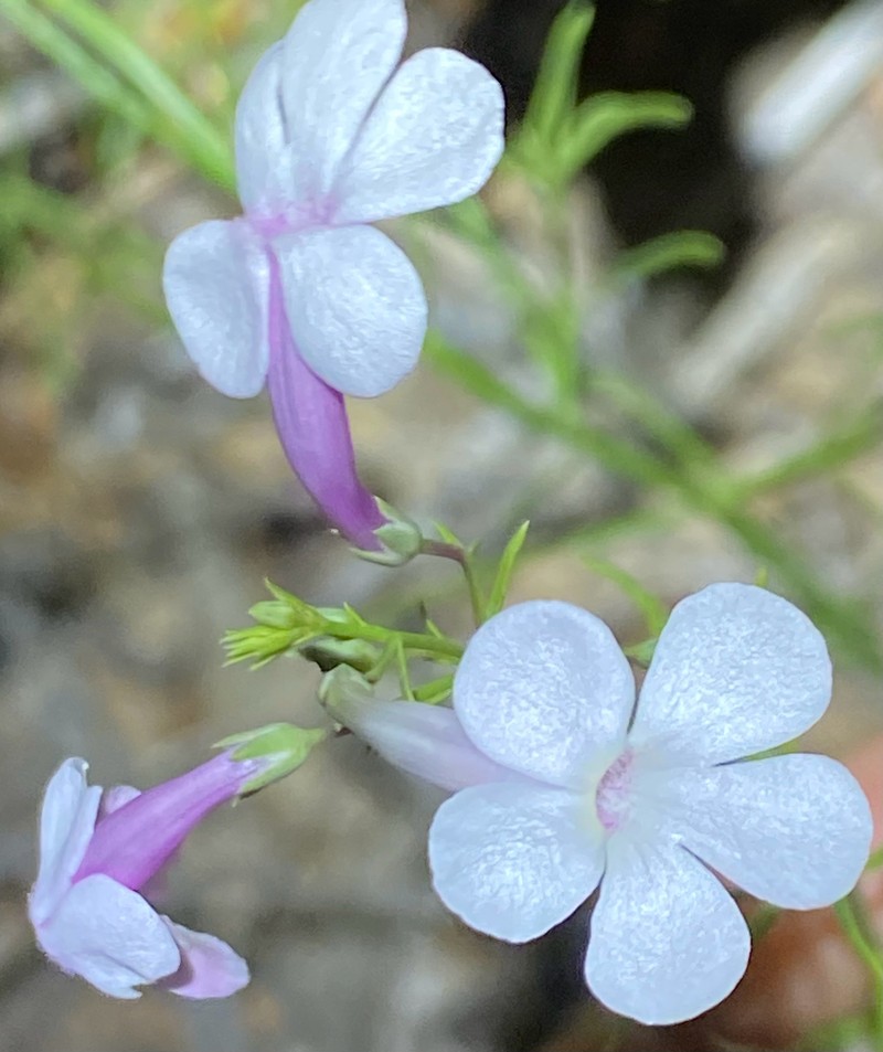 Penstemon ambiguus var. ambiguus photo 2