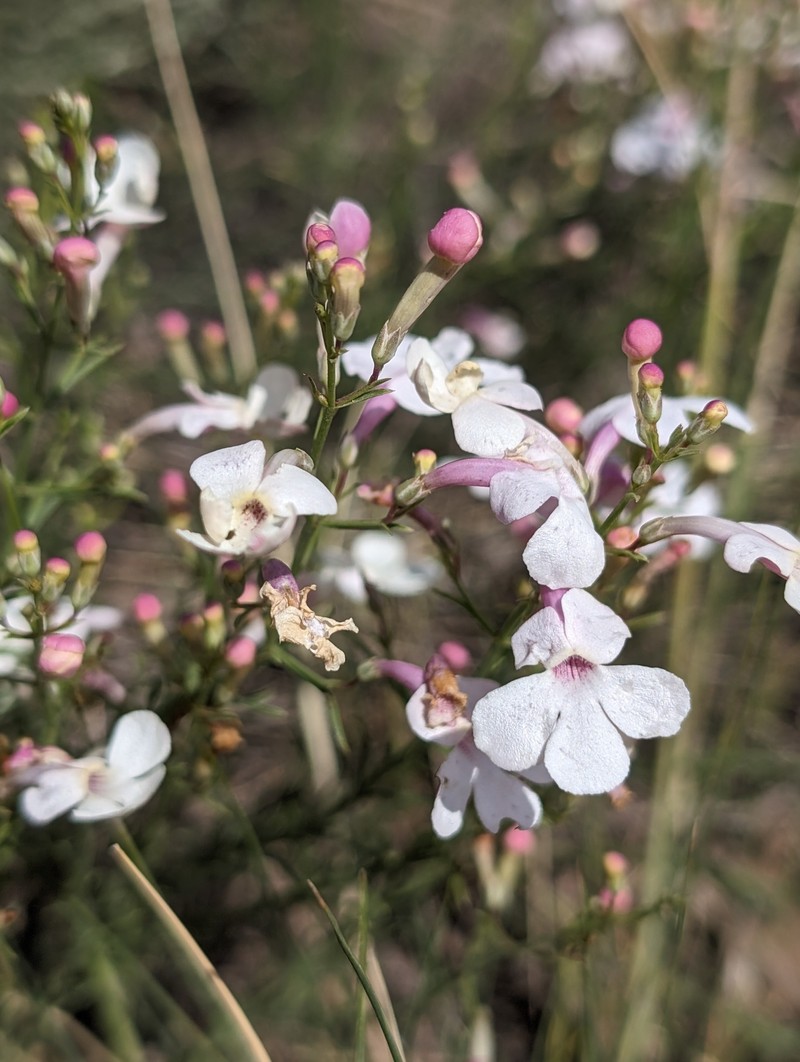 Penstemon ambiguus var. ambiguus photo 3