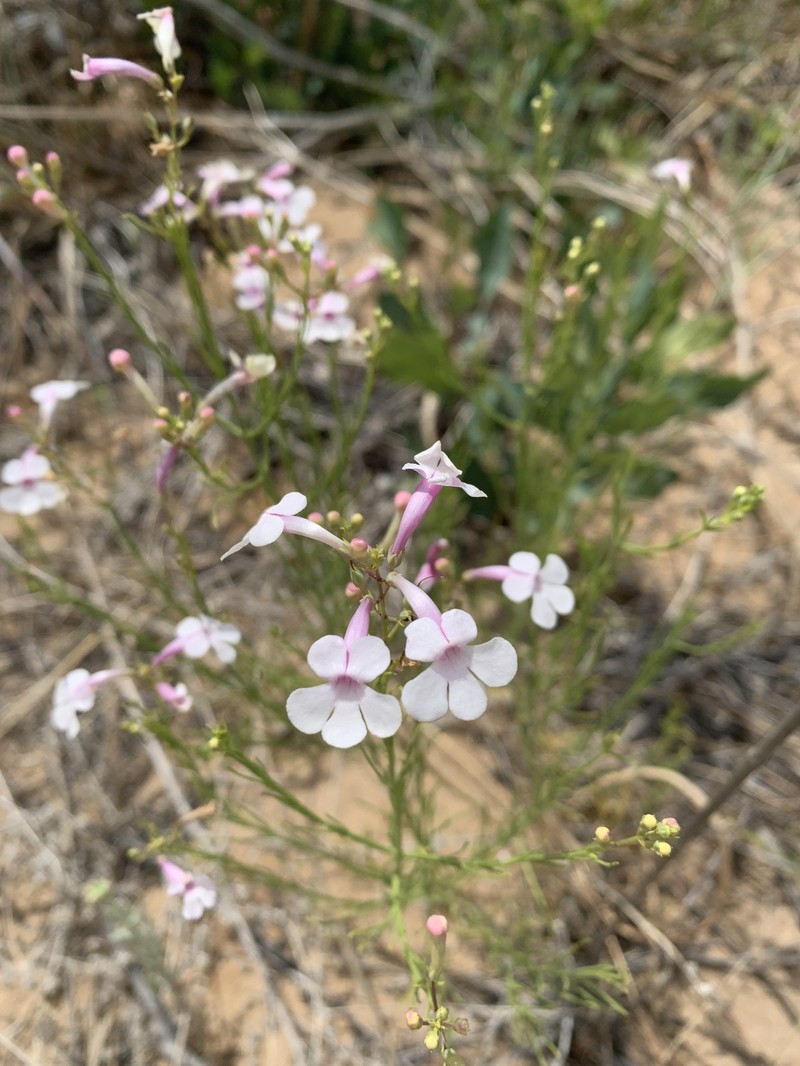 Penstemon ambiguus var. ambiguus photo 4