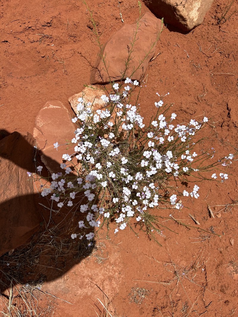 Penstemon ambiguus var. ambiguus photo 5