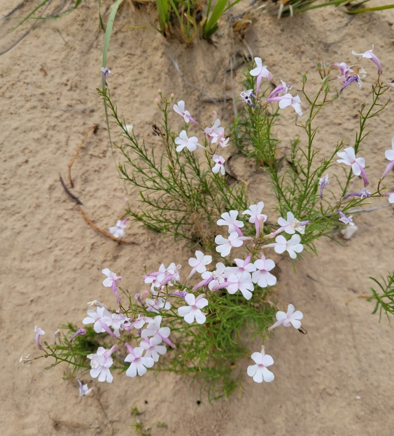 Penstemon ambiguus var. ambiguus photo 6