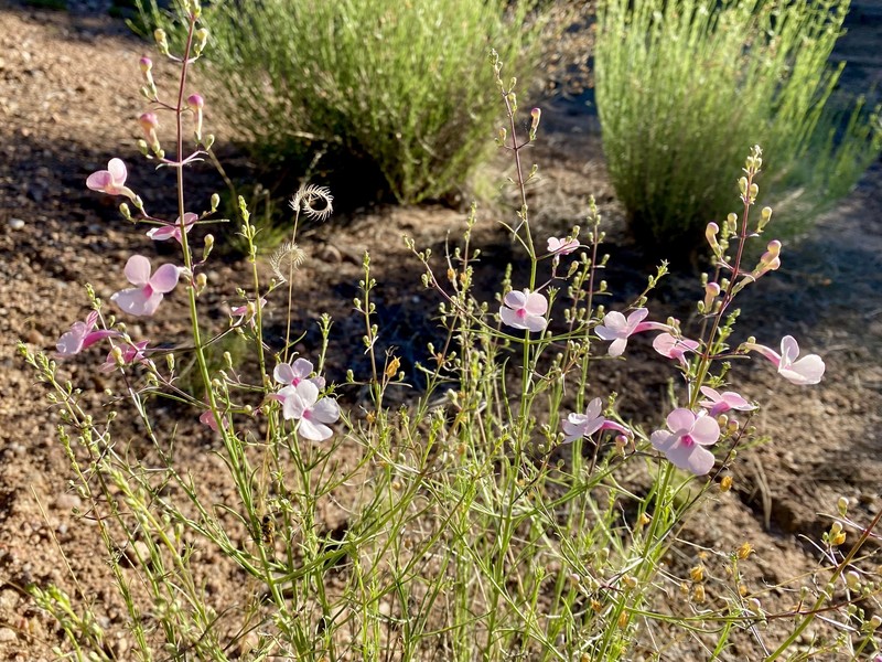 Penstemon ambiguus var. ambiguus photo 7