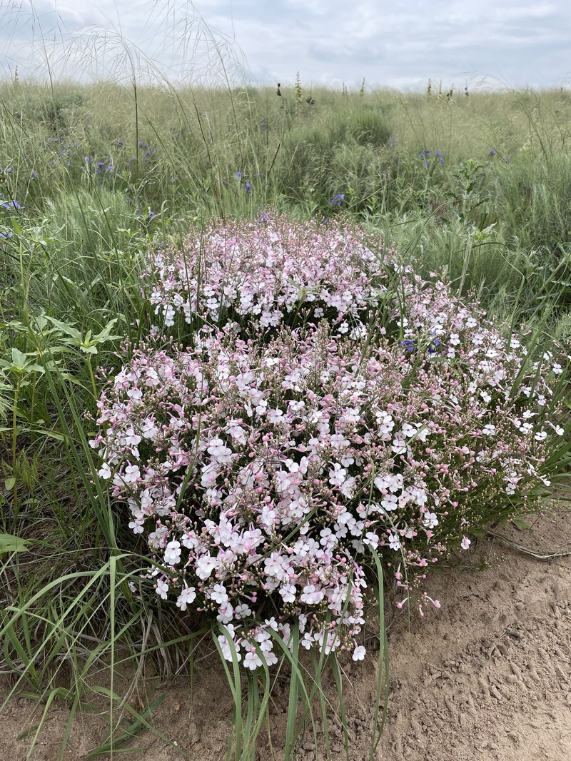 Penstemon ambiguus var. ambiguus photo 8