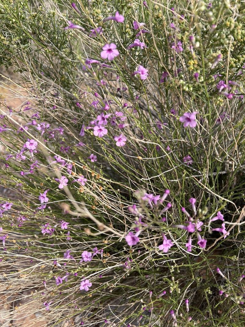 Penstemon ambiguus var. laevissimus