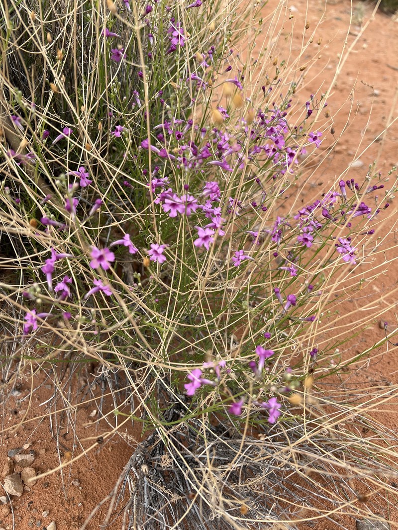 Penstemon ambiguus var. laevissimus photo 2