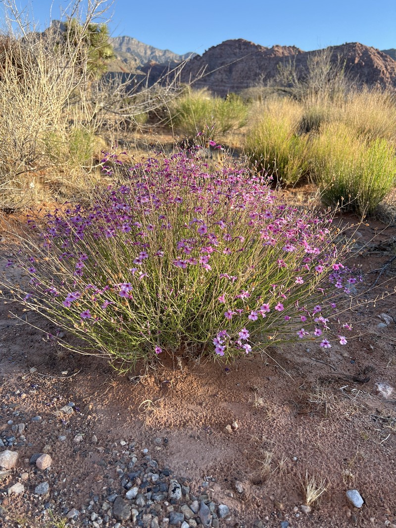 Penstemon ambiguus var. laevissimus photo 3