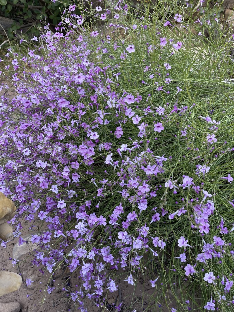 Penstemon ambiguus var. laevissimus photo 4