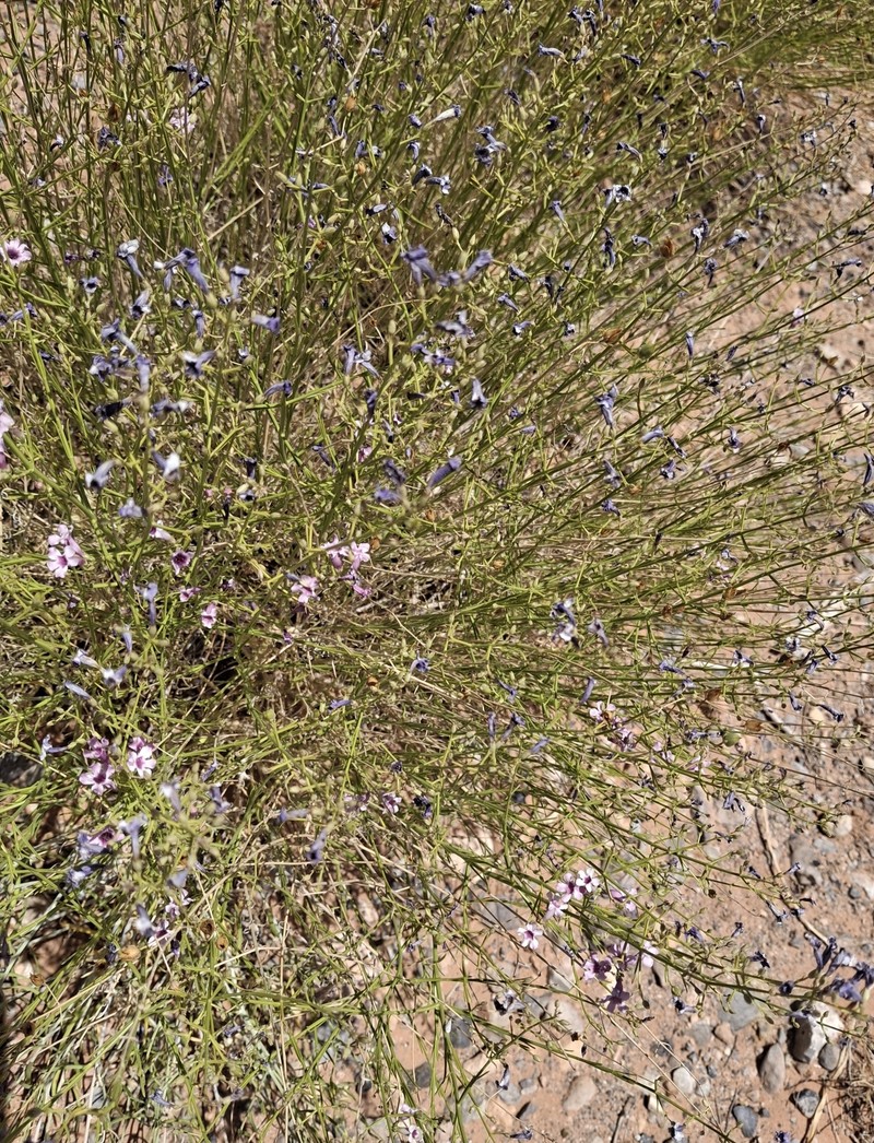 Penstemon ambiguus var. laevissimus photo 5