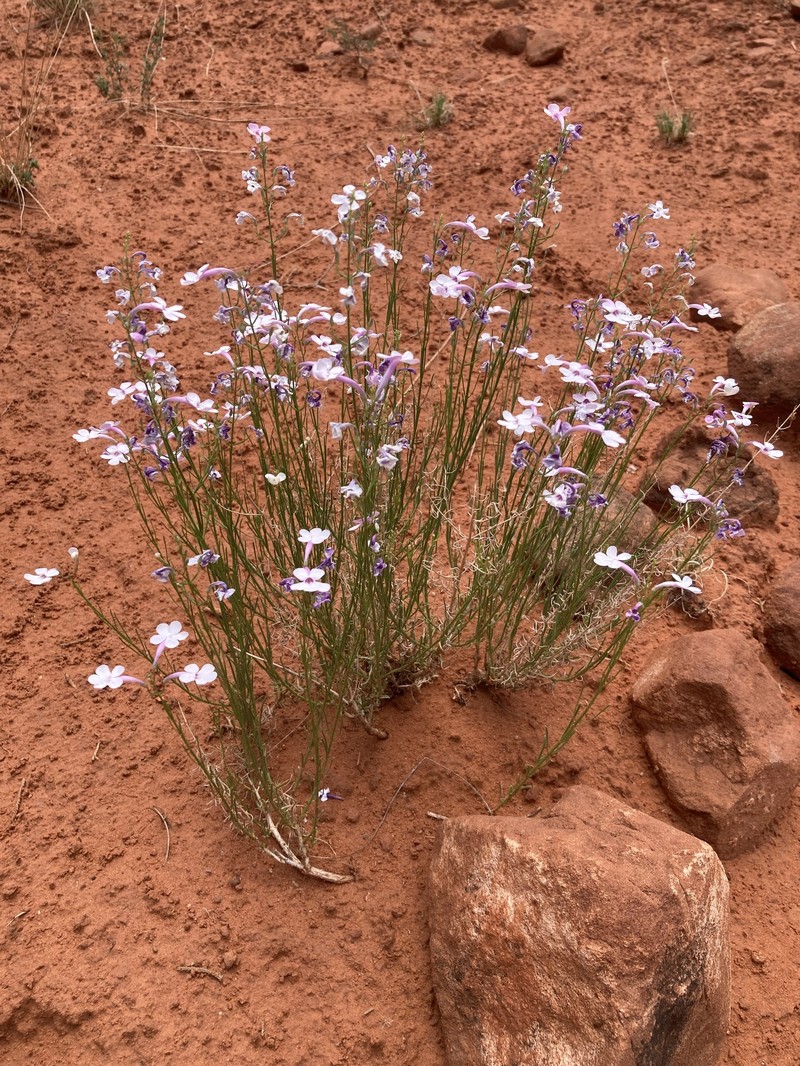Penstemon ambiguus var. laevissimus photo 6