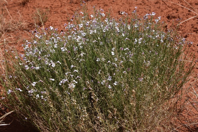 Penstemon ambiguus var. laevissimus photo 7