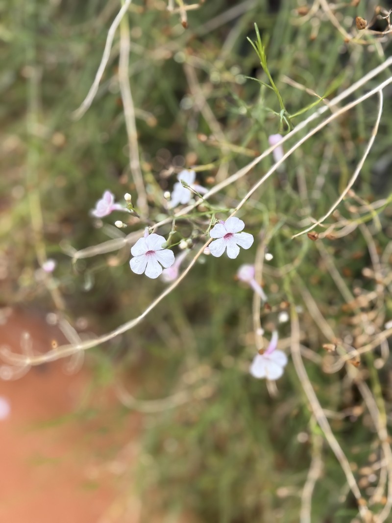 Penstemon ambiguus var. laevissimus photo 8
