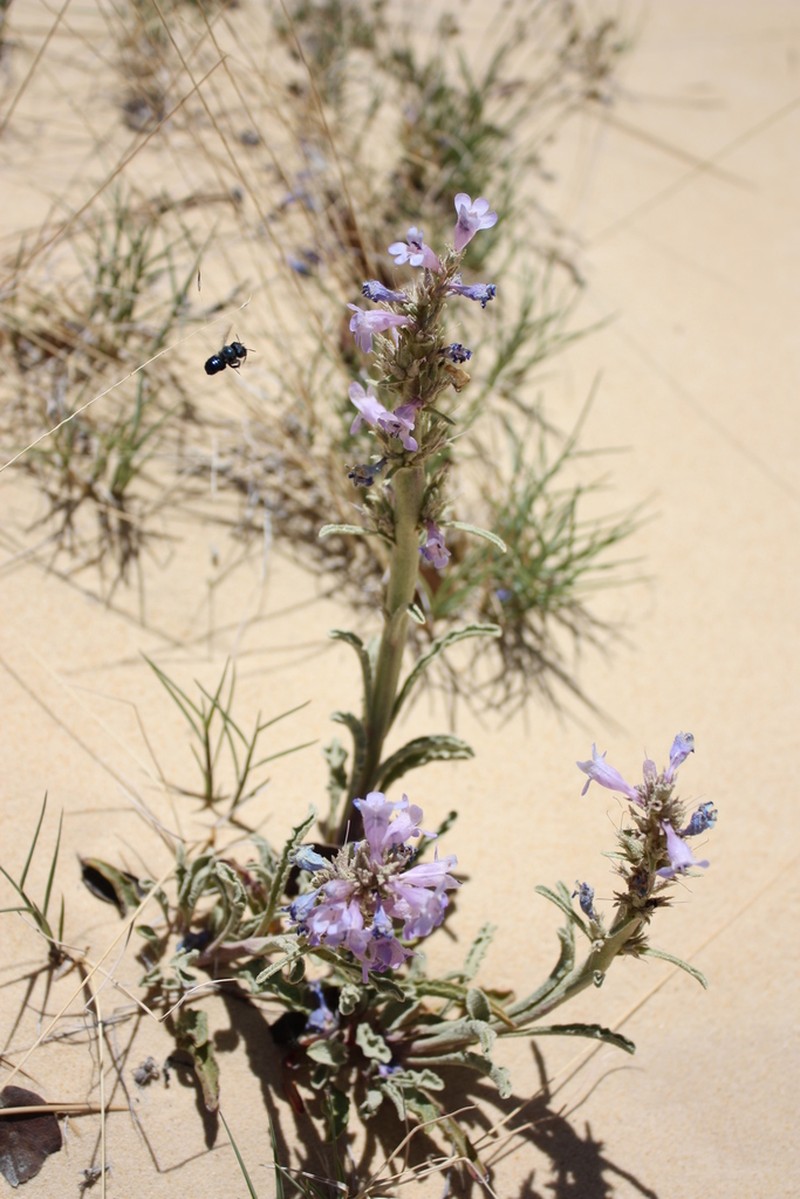 Sandloving Penstemon