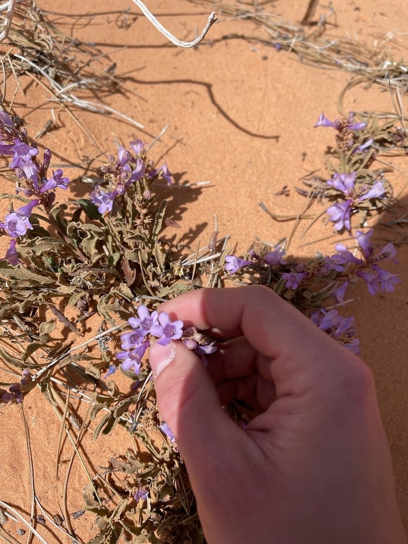 Sandloving Penstemon photo 2