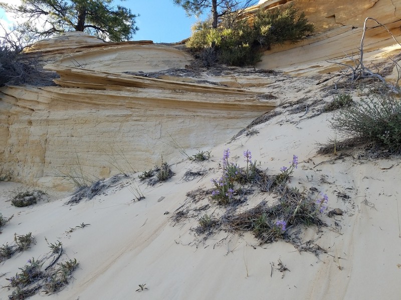 Sandloving Penstemon photo 3