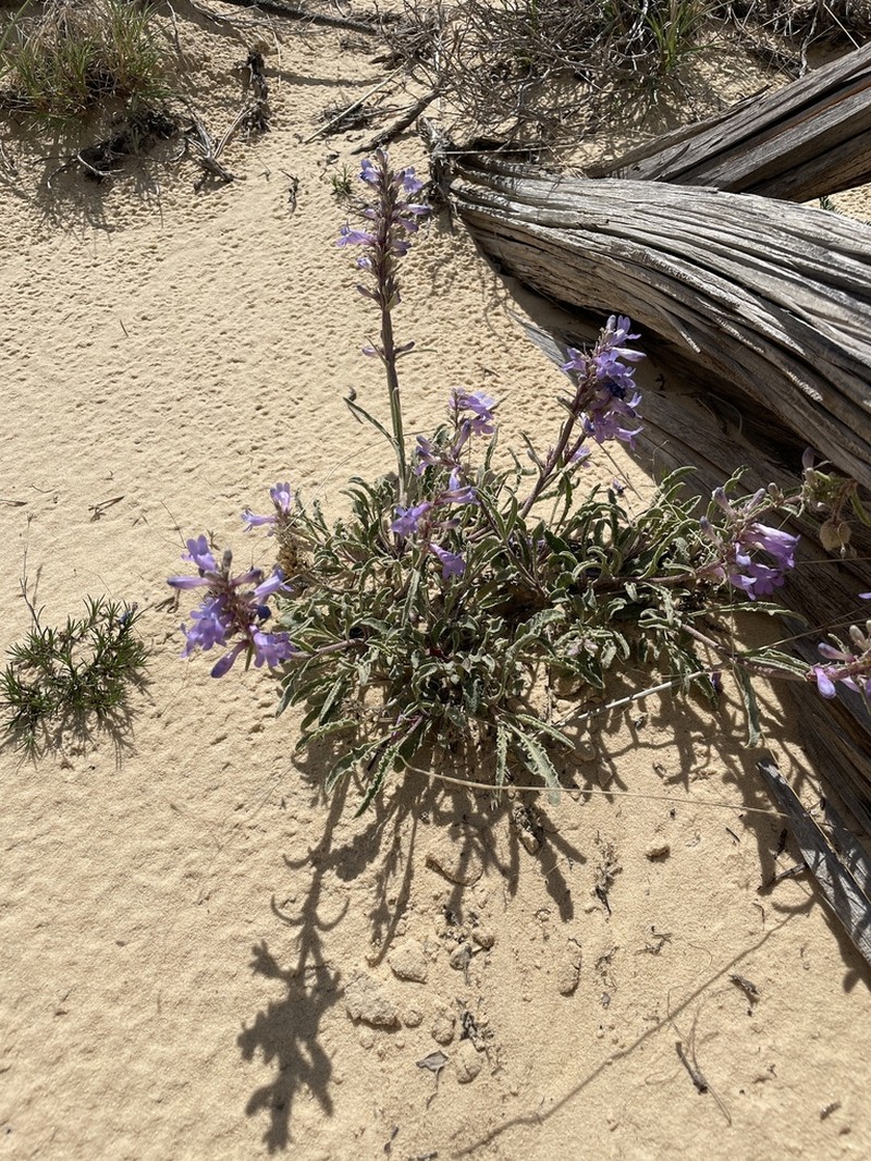 Sandloving Penstemon photo 4