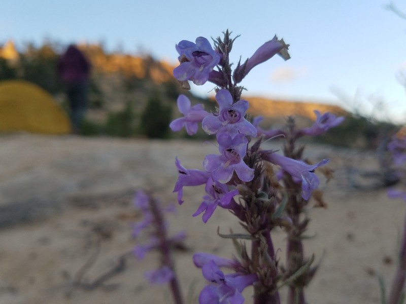 Sandloving Penstemon photo 5