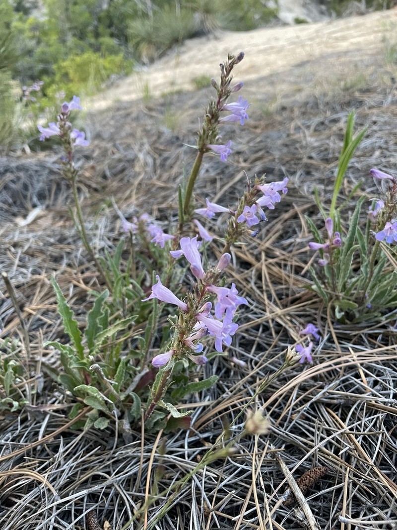 Sandloving Penstemon photo 6