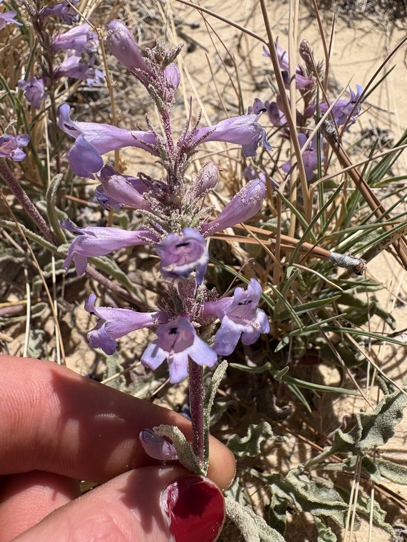 Sandloving Penstemon photo 7