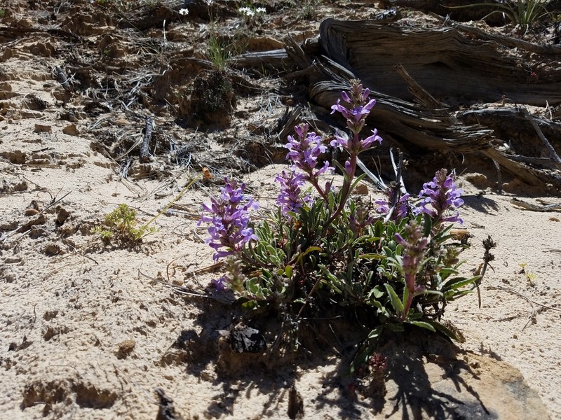 Sandloving Penstemon photo 8