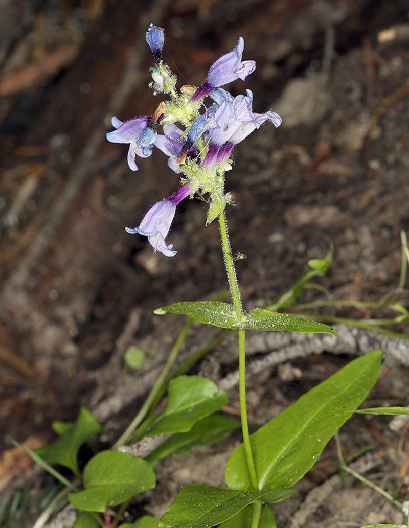 Siskiyou Beardtongue photo 2
