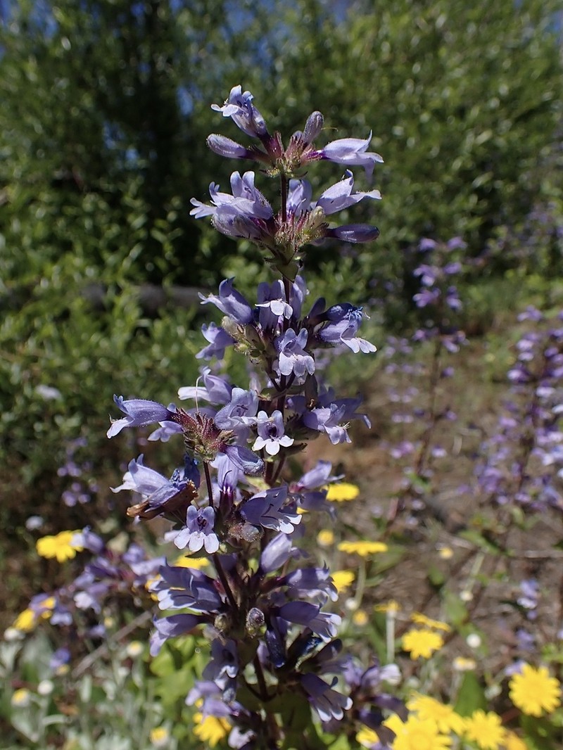 Siskiyou Beardtongue photo 3