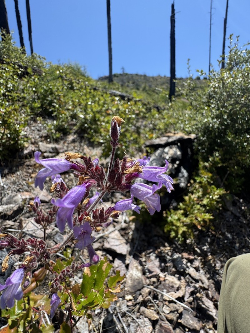 Siskiyou Beardtongue photo 4