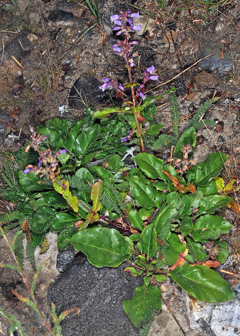 Siskiyou Beardtongue photo 5