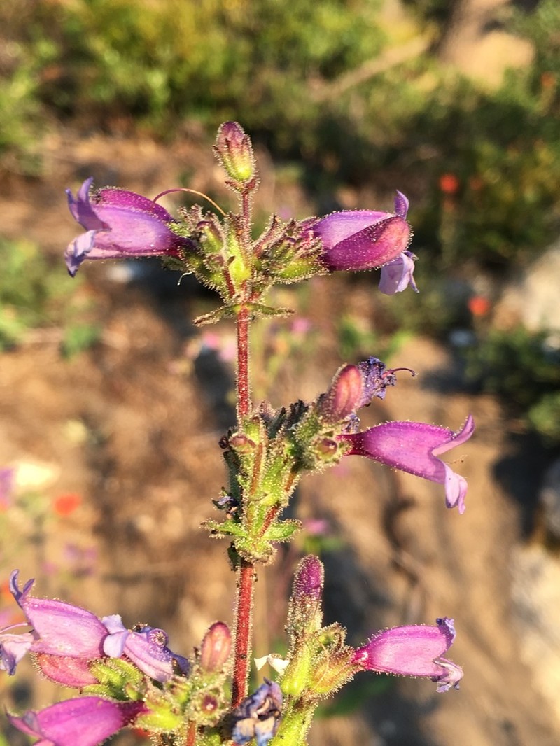 Siskiyou Beardtongue photo 6