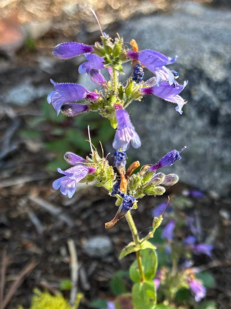 Siskiyou Beardtongue photo 7