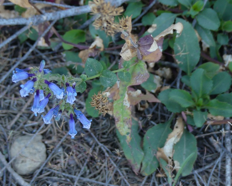 Siskiyou Beardtongue photo 8