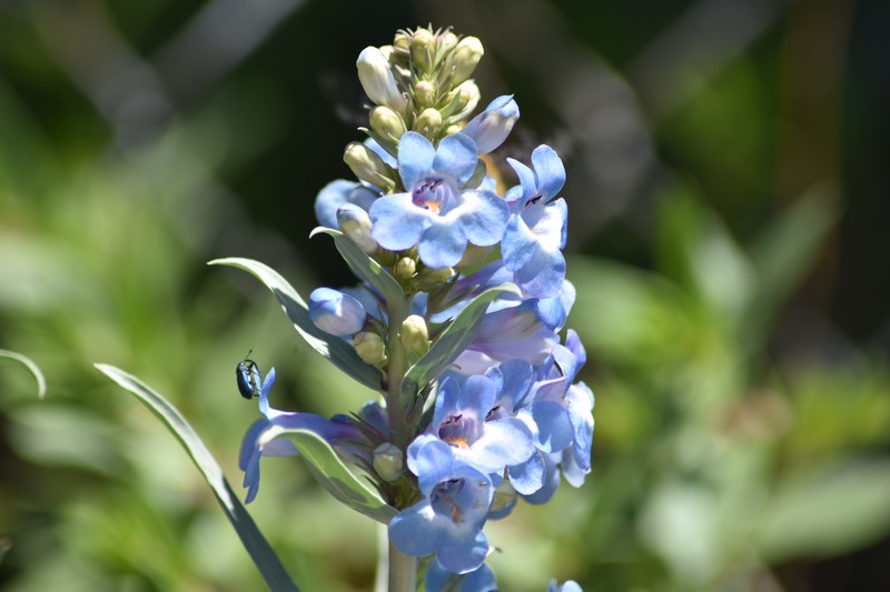 Broadbeard Beardtongue photo 2